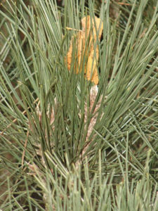 Bild von Pinus